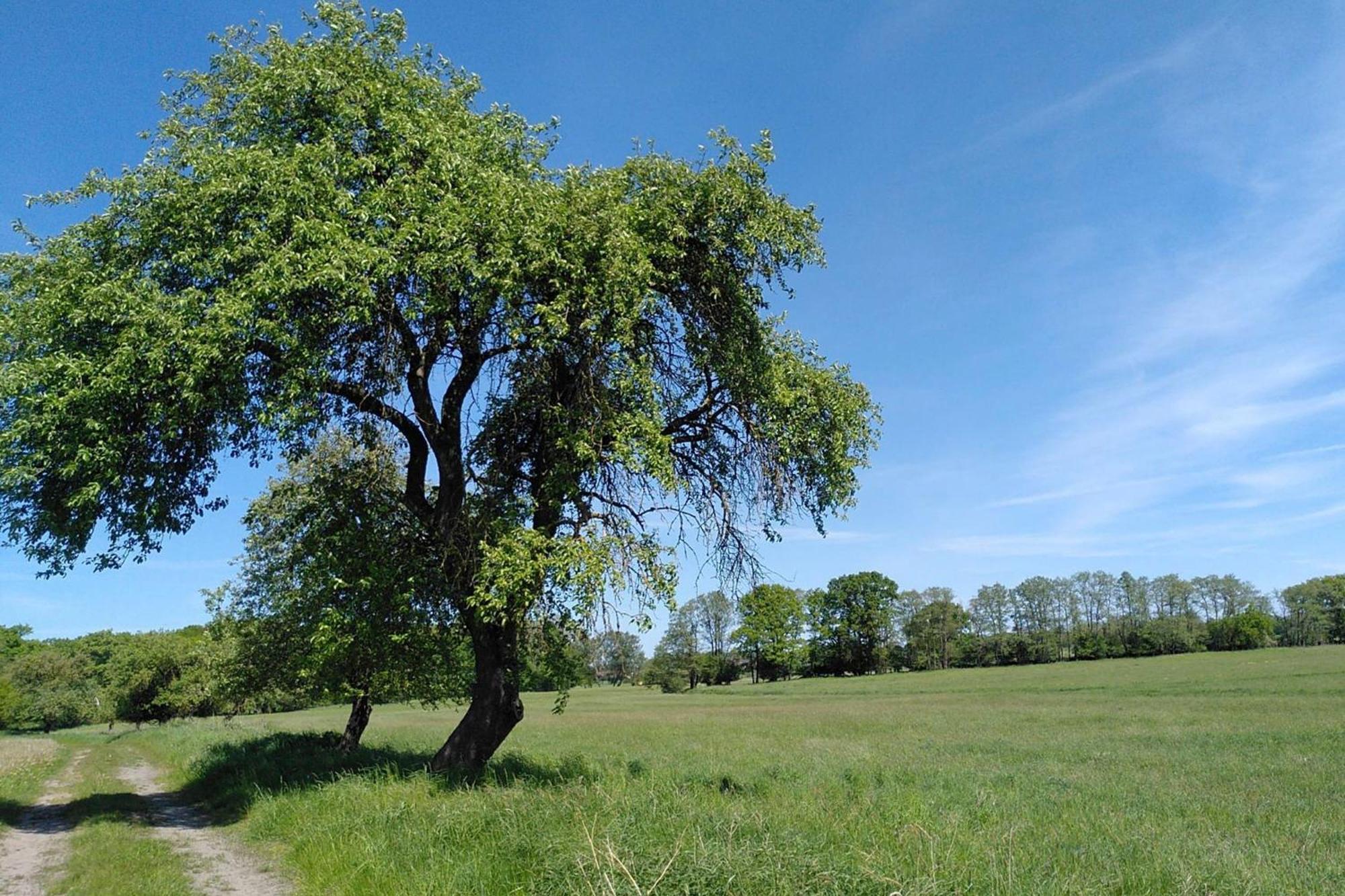 Ferienwohnung Zur Pferdekoppel Bömitz エクステリア 写真