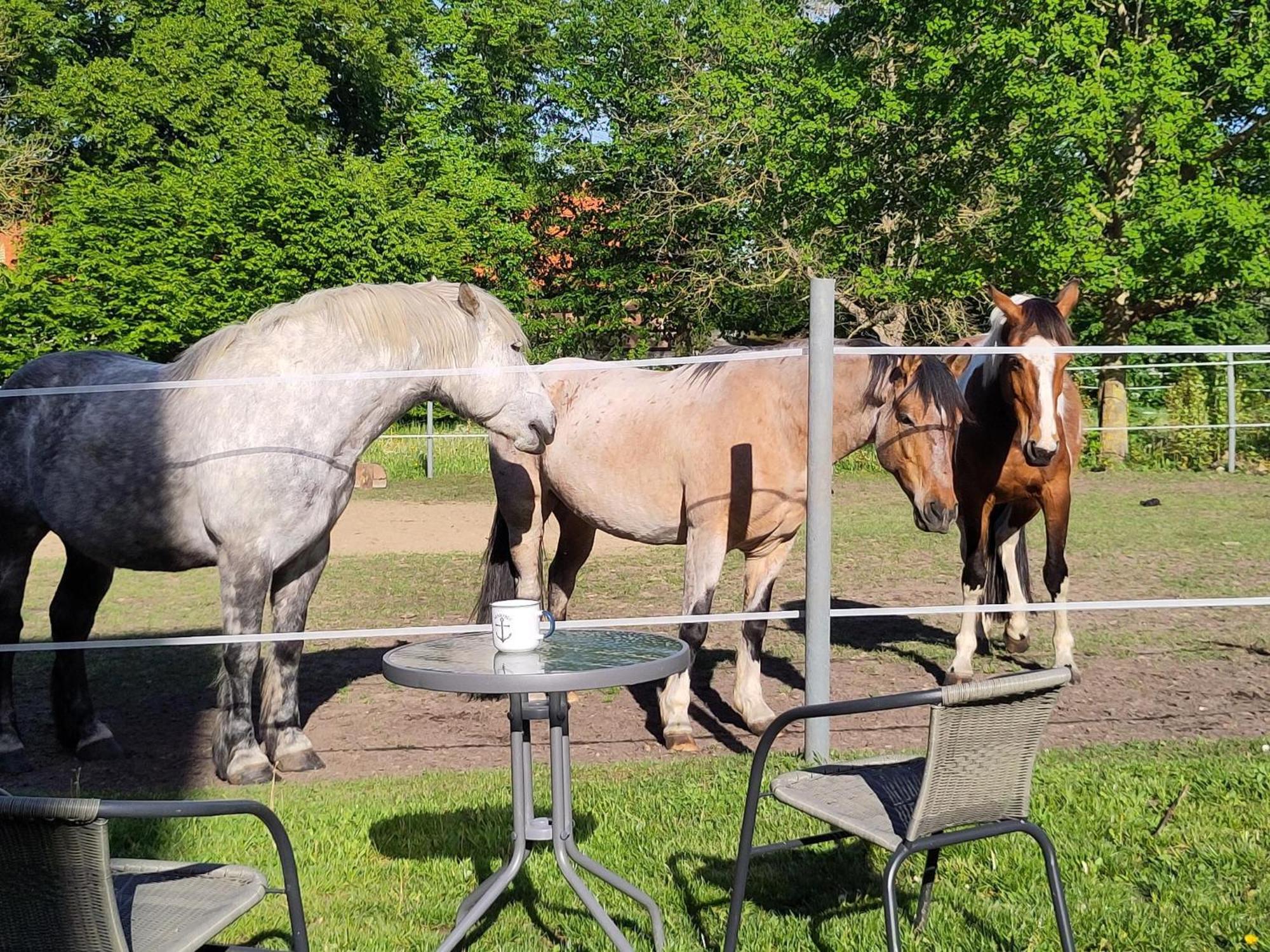 Ferienwohnung Zur Pferdekoppel Bömitz エクステリア 写真